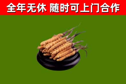 高淳区烟酒回收冬虫夏草.jpg